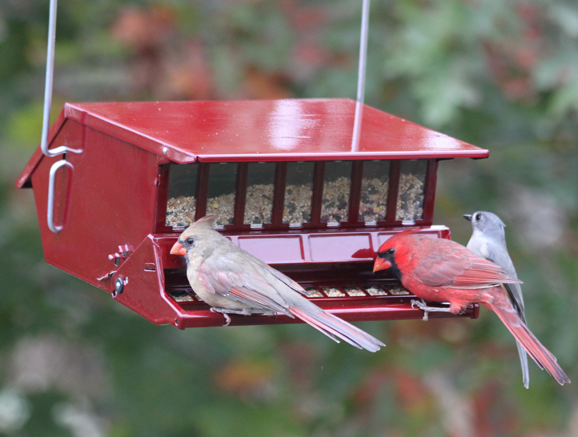 Woodlink Hopper Bird Feeder Wayfair