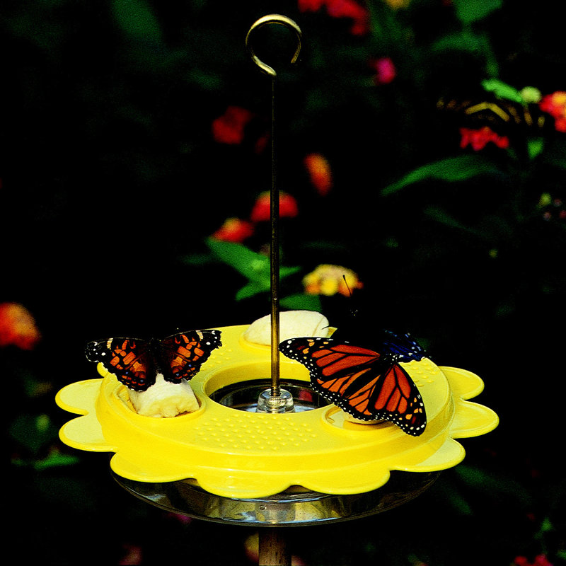 Birds Choice 12 Oz Flutterby Butterfly Hummingbird Feeder Wayfair