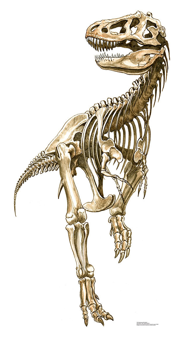 Advanced Graphics Tyrannosaurus Rex Skeleton Cardboard Standup