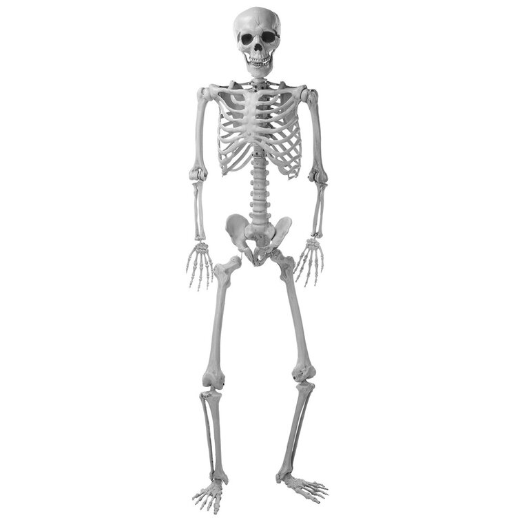 the-holiday-aisle-65-5-4ft-life-size-skeleton-full-body-realistic