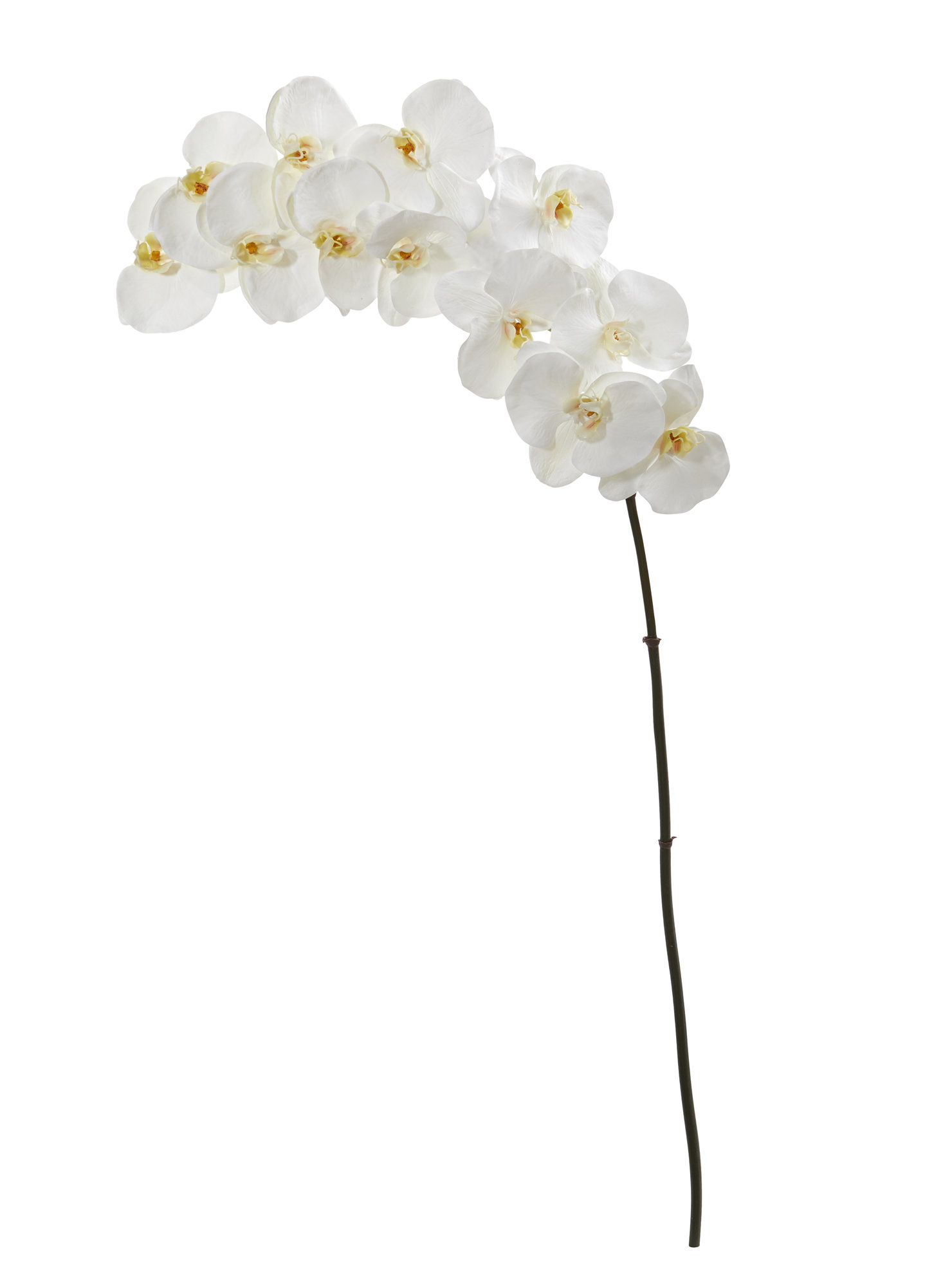 Beachcrest Home Phalaenopsis Artificial Orchid Stem And Reviews Wayfair 2166