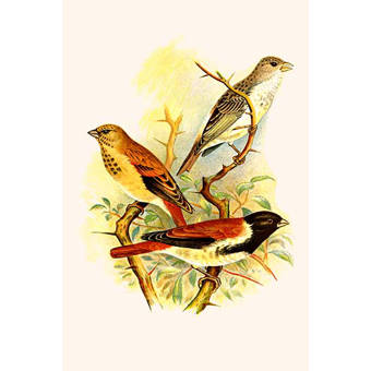 East Urban Home Catesby S Natural History Series Painted Finch Loblolly Bay Painting Print On Canvas Wayfair