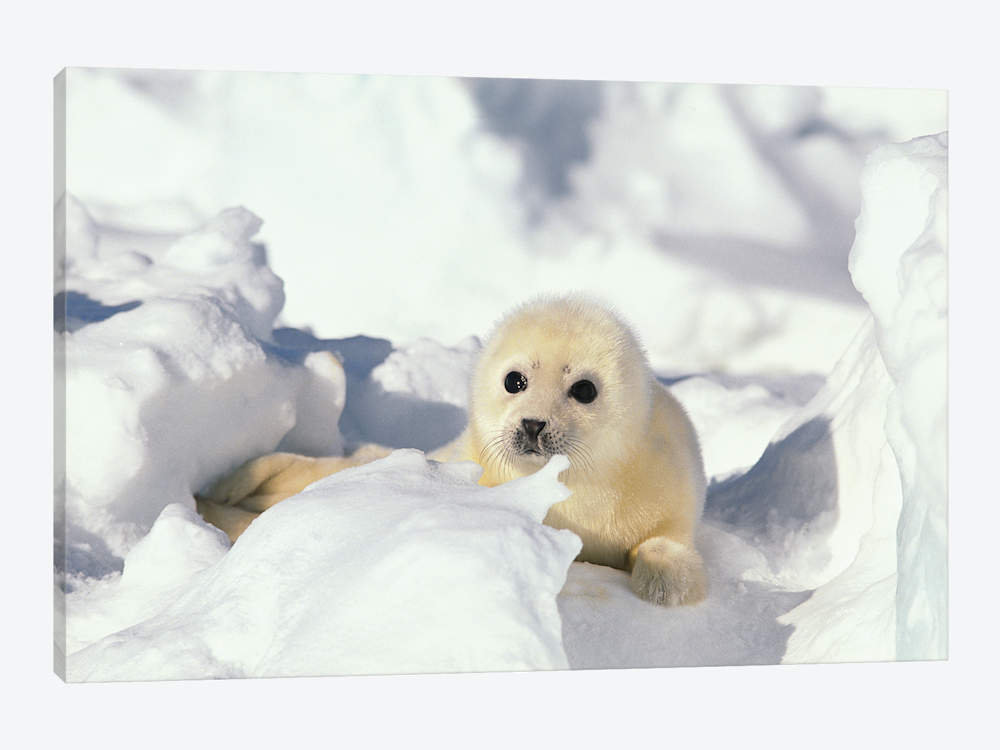 Art print POSTER CANVAS Harp Seal Pup Covered in Snow