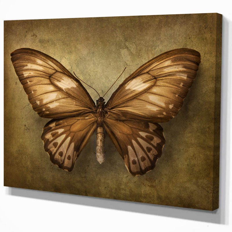 East Urban Home Vintage Butterfly Painting Print Wayfair