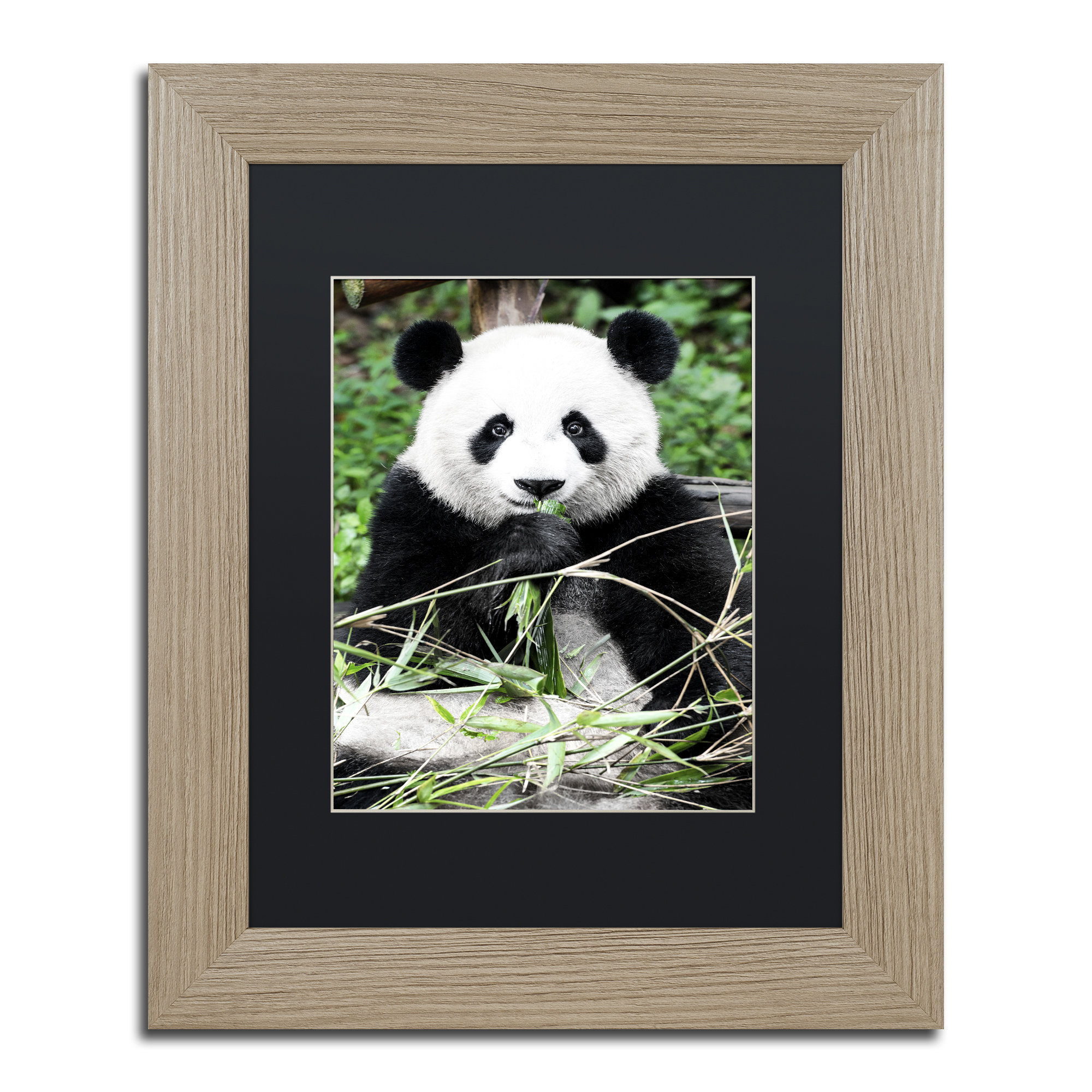 Trademark Art Giant Panda By Philippe Hugonnard Framed Photographic Print Wayfair