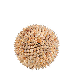 Decorative Little Bear Conch Shell Ball (Set of 2)