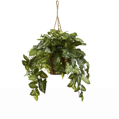 Alcott Hill Nepthytis Hanging Plant in Basket