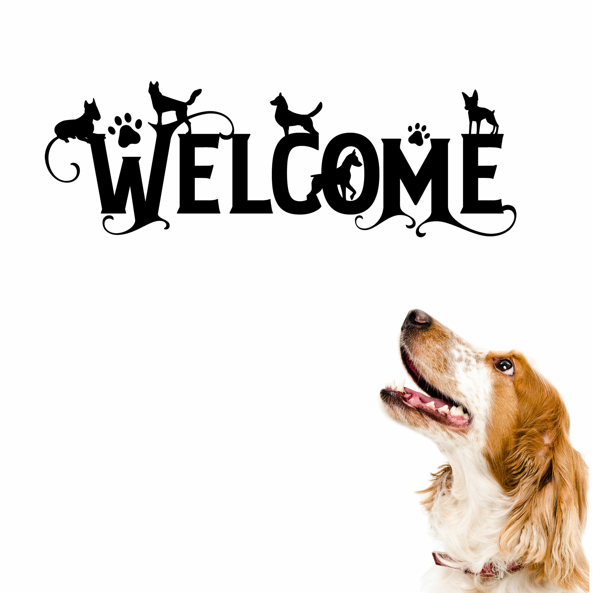how do you welcome a new dog to another dog