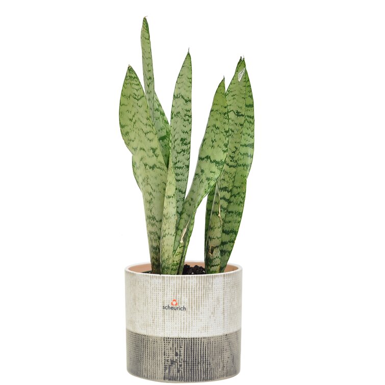 1x FloraStore 95 cm Araucaria Heterophylla House Plant chambered Pot Size 24 cm