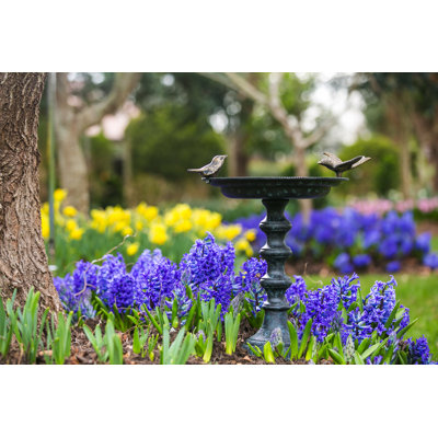 Albermarle Cast Iron Pedestal Birdbath