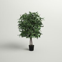 Supplied with Planter Total Height 1 Standard Bay Tree 4ft / 120cm