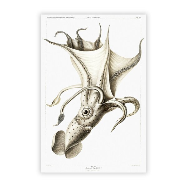 Big Box Art Poster Cockeyed Squid Von Carl Chun Wayfair De