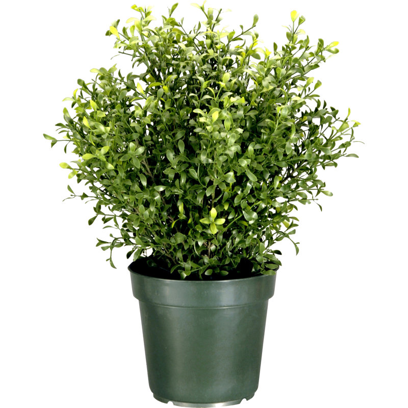 Three Posts Barkhampstead Floor Plant In Planter Reviews Wayfair