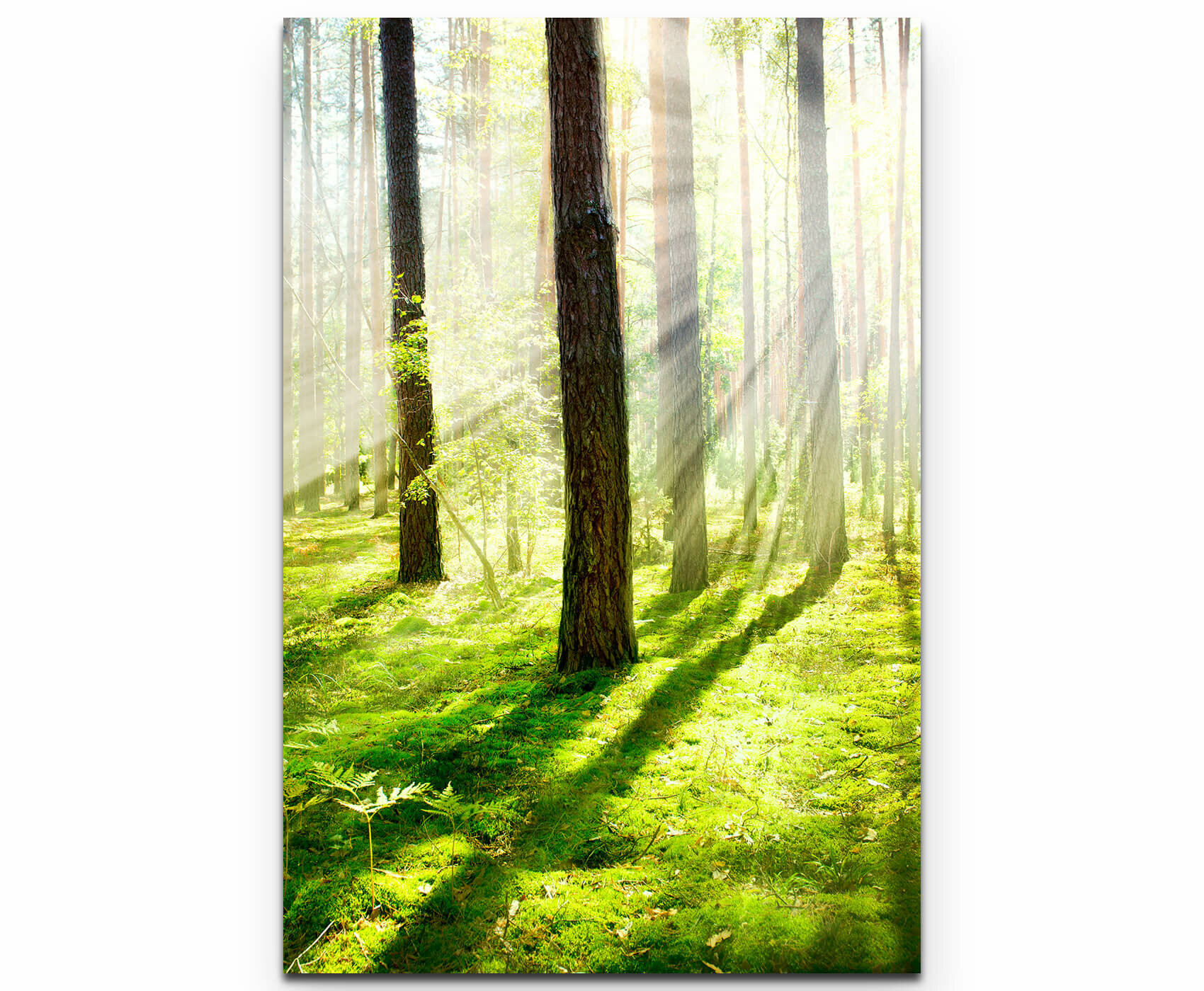Sonnenstrahlen im Wald 4er Bilder Bild auf Leinwand Wandbild Kunstdruck