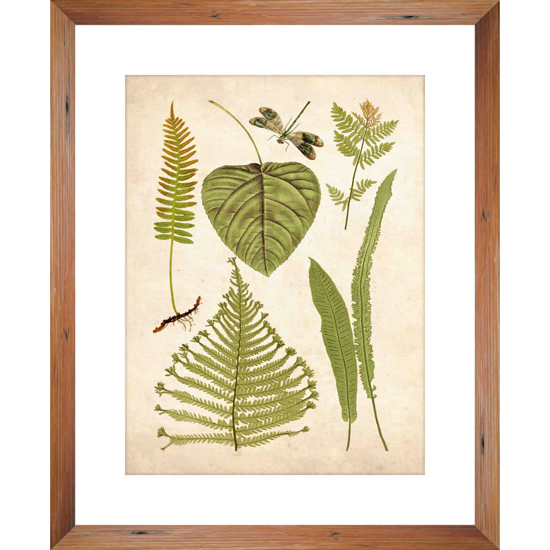 Ptm Botanical Display Picture Frame Graphic Art Print On Wood Wayfair