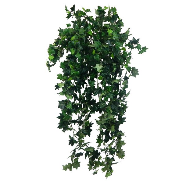 Charlton Home® Long Hanging Bush Ivy Plant | Wayfair