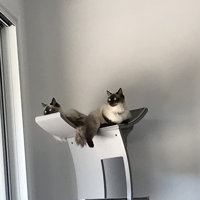 69 cleopatra cat tree