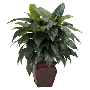 Cordyline Floor Plant in Decorative Pot