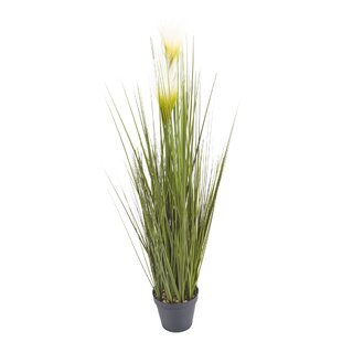 Feather Grass Plant In Pot Set (Set Of 2) By The Seasonal Aisle