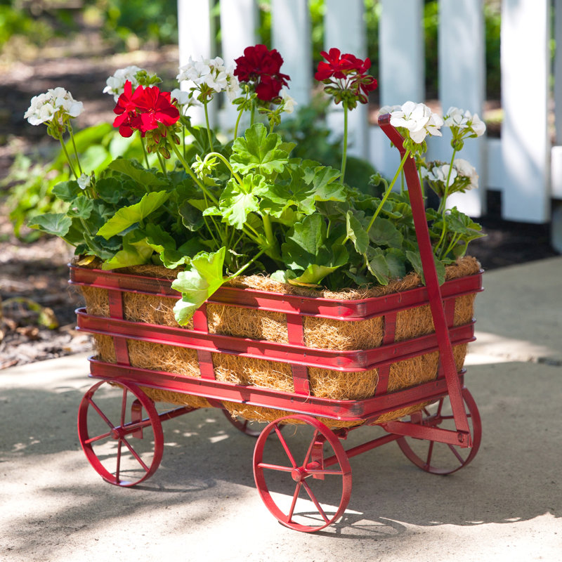 August Grove Viggo Industrial Metal Wheelbarrow Planter