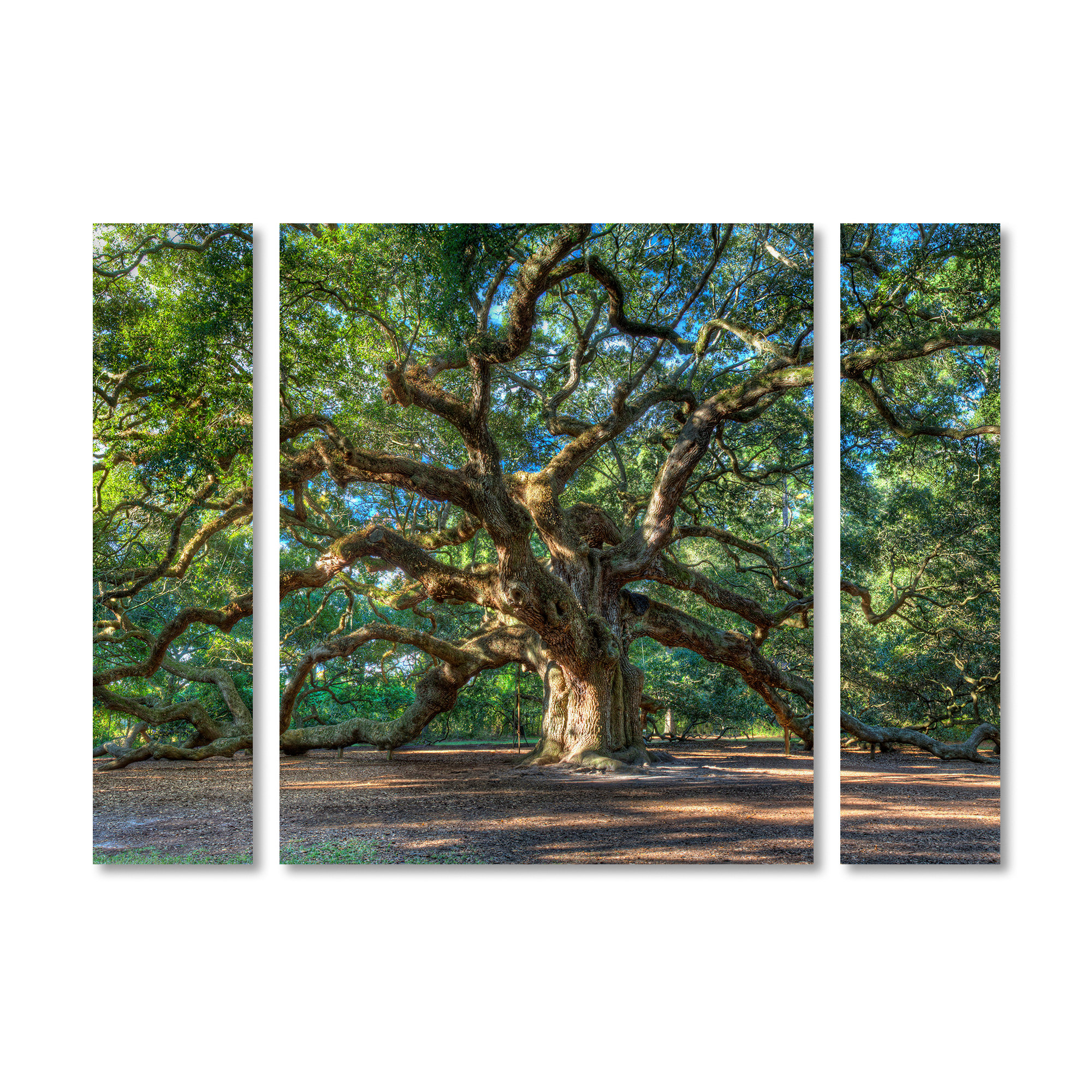 Charlton Home Angel Oak Charleston 3 Piece Photographic Print On Charlton Home Angel Oak Charleston 3 Piece Photographic Print On Wred Canvas Set Reviews Wayfair