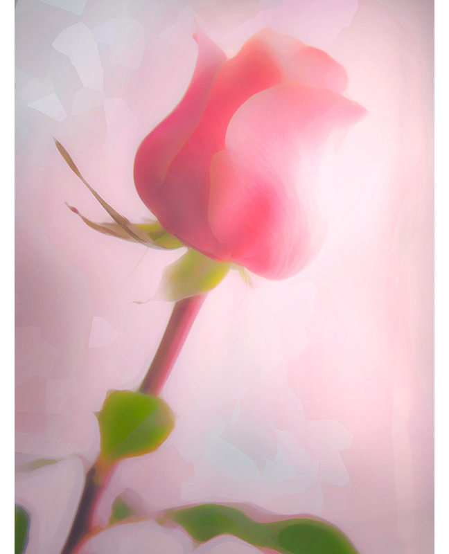 Hadleyhouseco Soft Pink Rose By Hal Halli Painting Print On