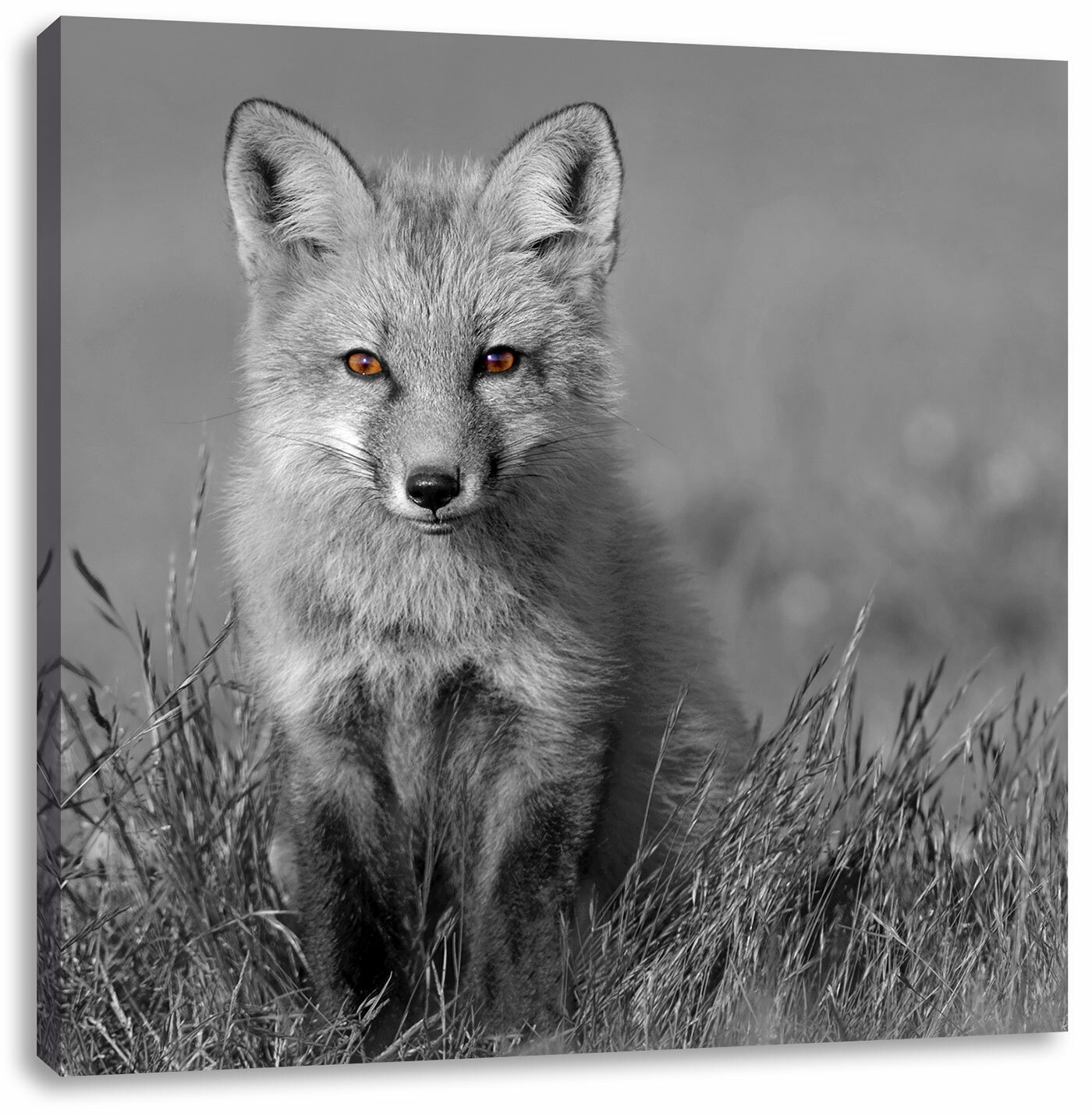 East Urban Home Leinwandbild Kleiner Susser Fuchs Auf Wiese Wayfair De