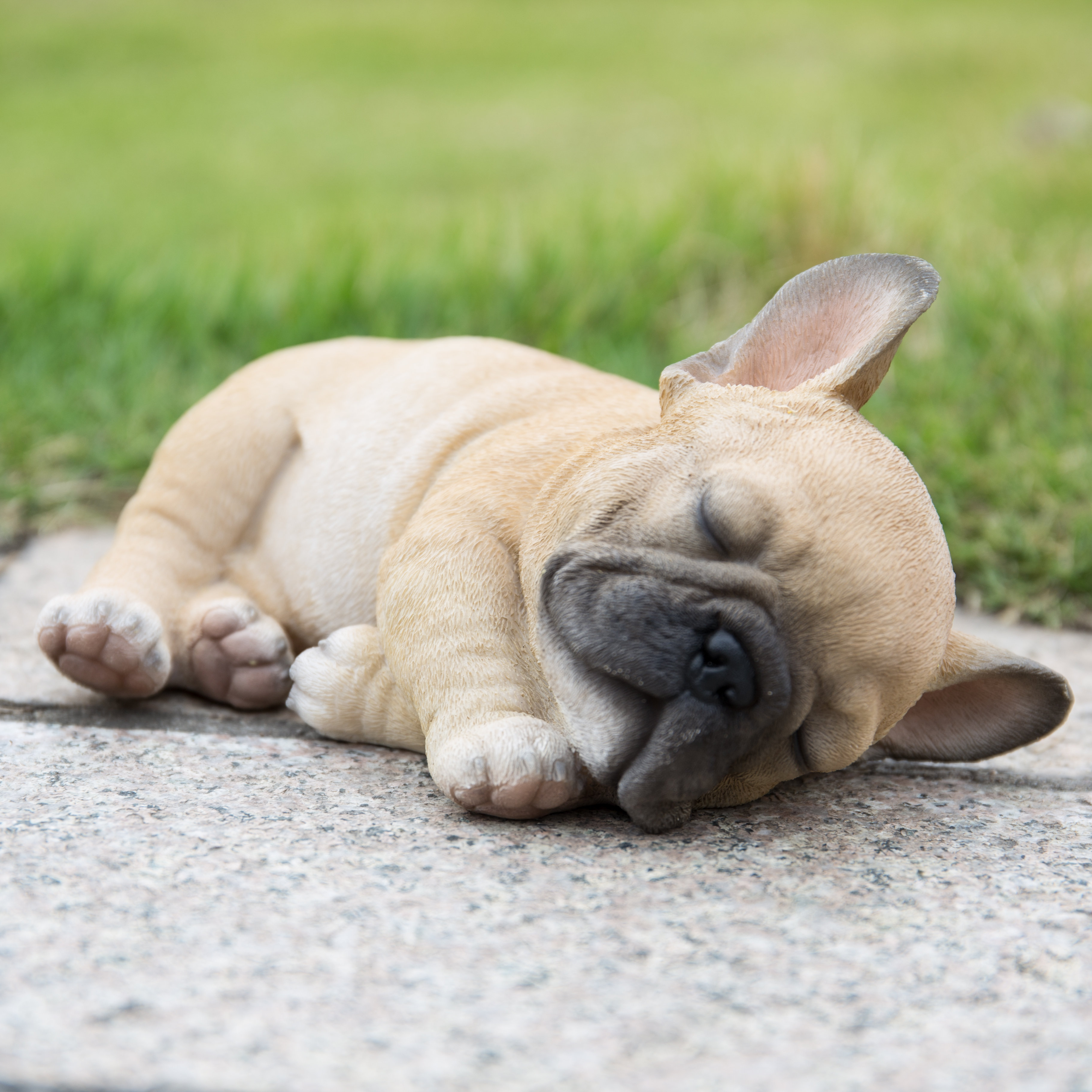 beige frenchie puppy