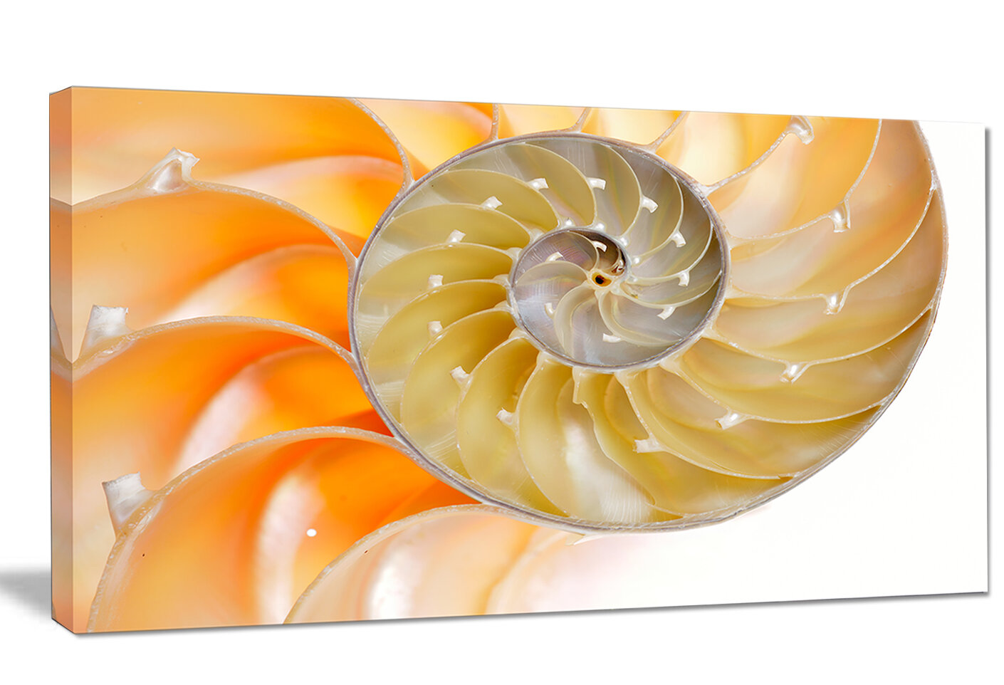Designart Isolated Nautilus Shell Graphic Art On Wrapped Canvas Wayfair