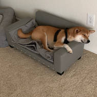 corrine dog sofa with cushion