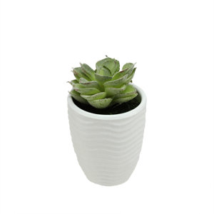 Decorative Desktop Echeveria Succulent Plant in Pot
