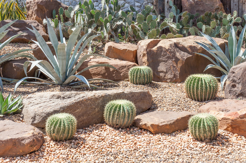 Cactus in Botanical Garden, Model of Desert Garden - Wrapped Canvas Photograph Size: 12" H x 18" W