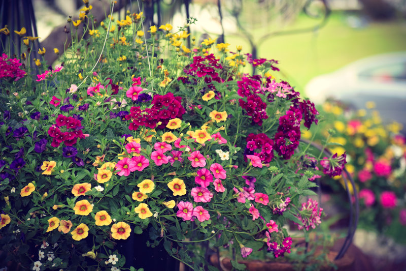 Colorful Mixed Annual Spring Summer Flowers Overflowing Hanging Basket - Wrapped Canvas Photograph Size: 8" H x 12" W x 1.25" D