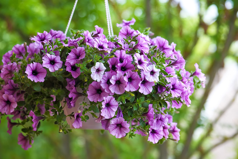 Purple Petunia Flowers in the Garden by Pilat - Wrapped Canvas Photograph Size: 18" W x 12" H