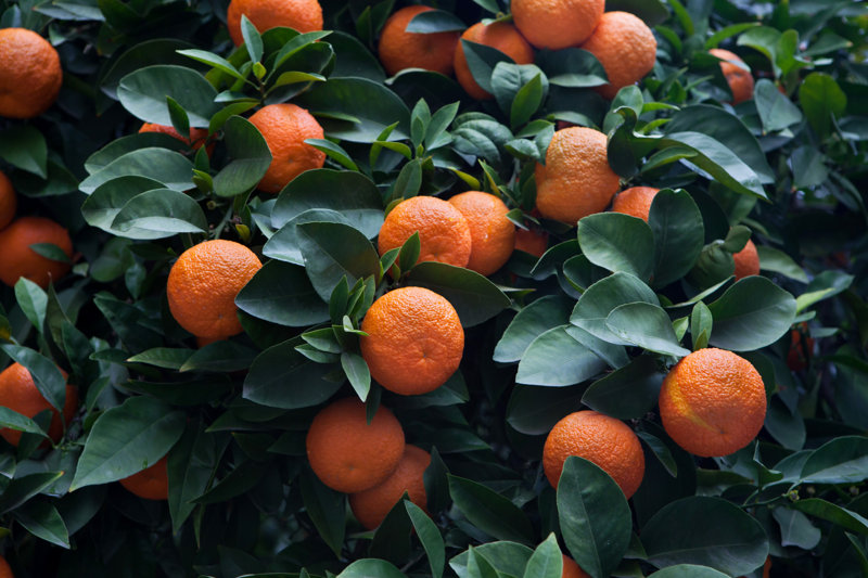 Bitter Orange Tree (Citrus Aurantium) in Cordoba, Andalusia, Spain by Wrangel on Canvas Size: 18" W x 12" H