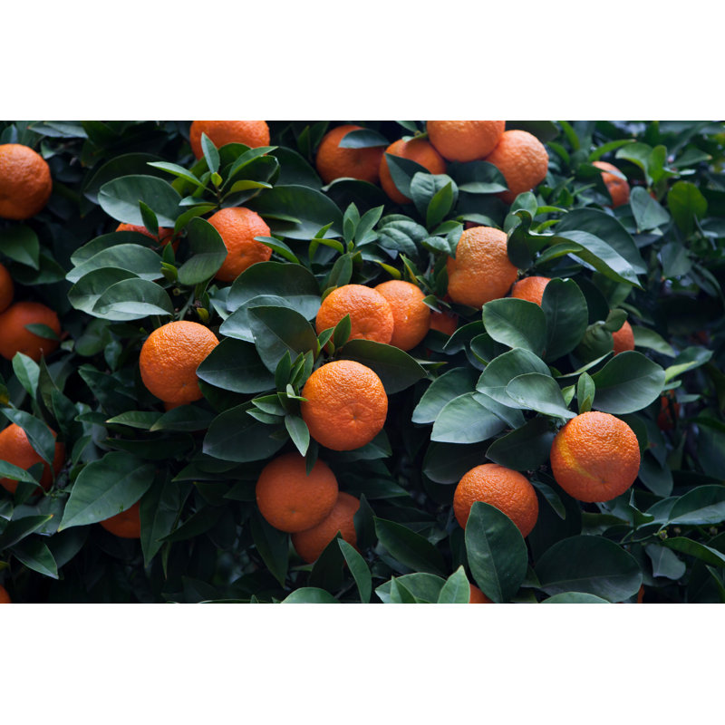 Bitter Orange Tree (Citrus Aurantium) in Cordoba, Andalusia, Spain by Wrangel on Canvas