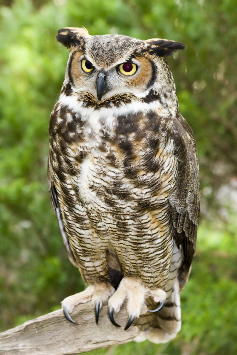 One Great Horned Owl Sitting on a Branch Outdoors - Wrapped Canvas Photograph Size: 18" H x 12" W x 1.25" D