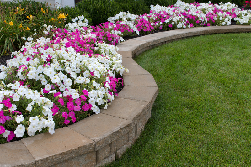 Pink and White Petunias by Ozgurcoskun - Wrapped Canvas Photograph Size: 20" H x 30" W (set of 2) 