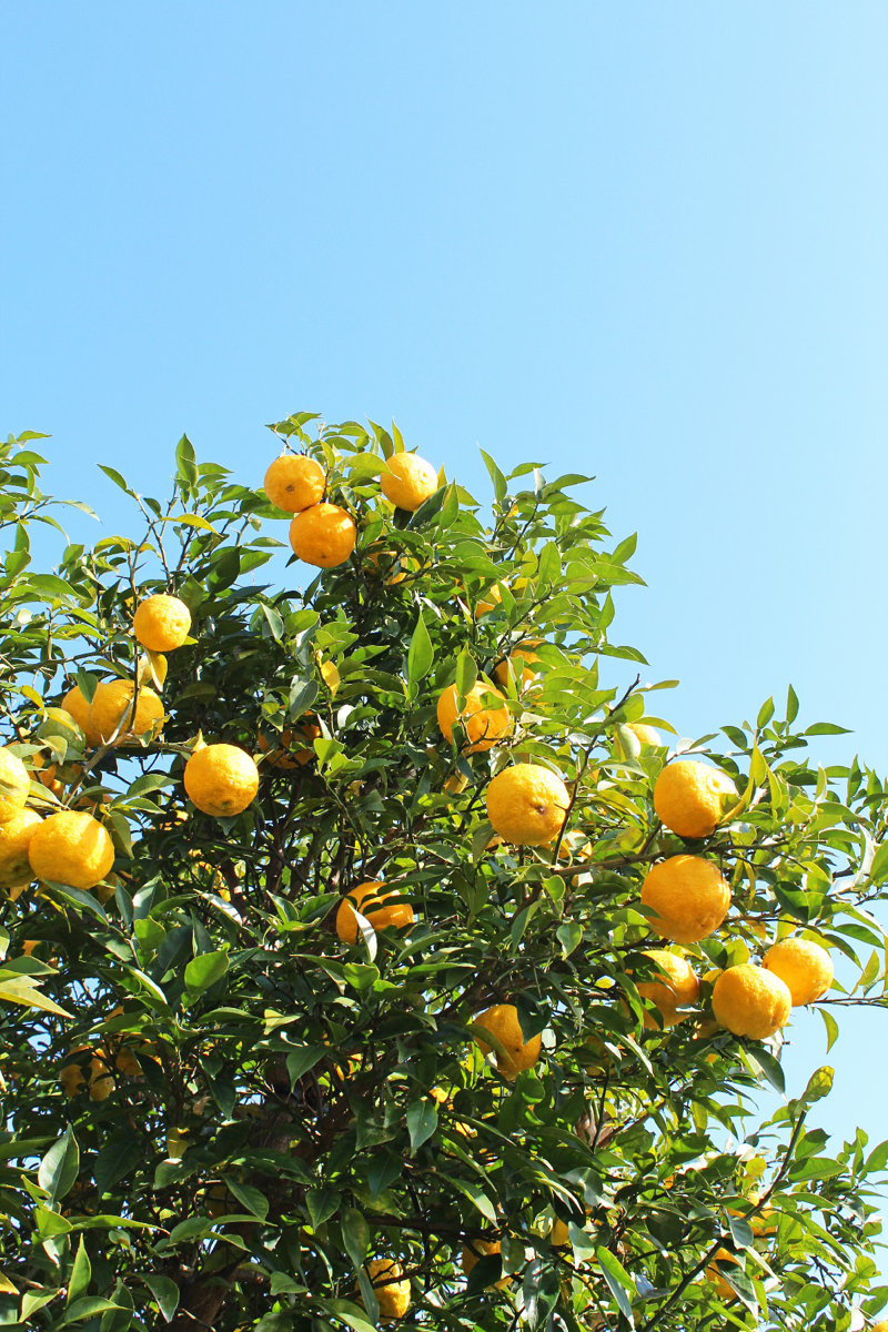 Yuzu, Japanese Lemon Print Size: 12" W x 18" H