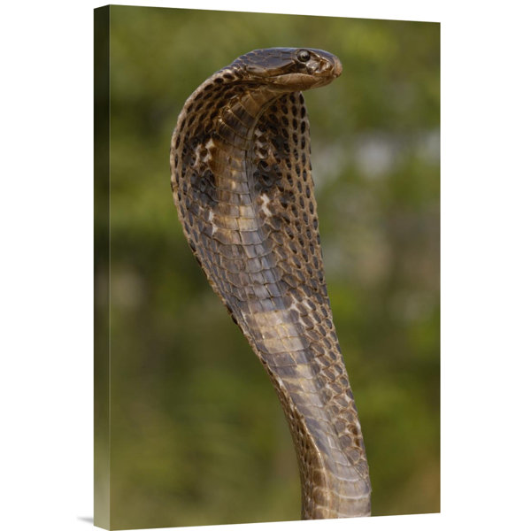 East Urban Home Spectacled Cobra With Hood Flared Photographic Print On Wrapped Canvas Wayfair