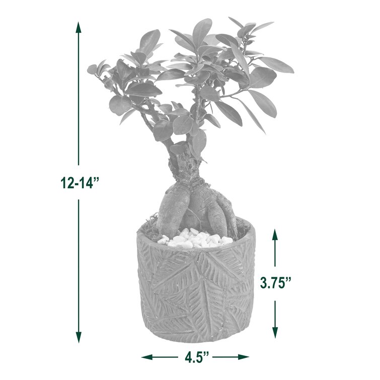 Plant Ficus Bonsai Tree Plastic Pot Garden Indoor Outdoor Houseplant Best Gift 