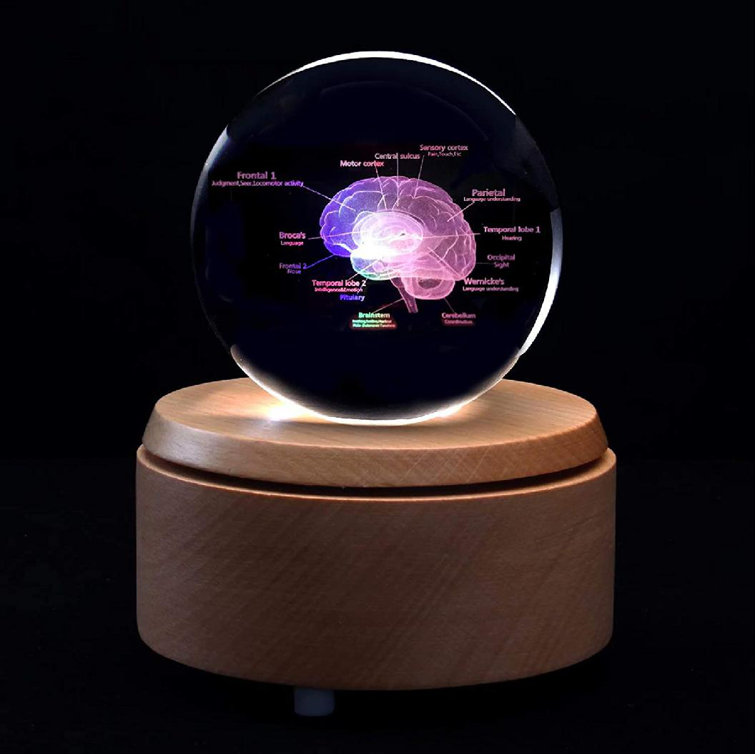3D Human Brain with Labels Anatomical Model Paper Weight