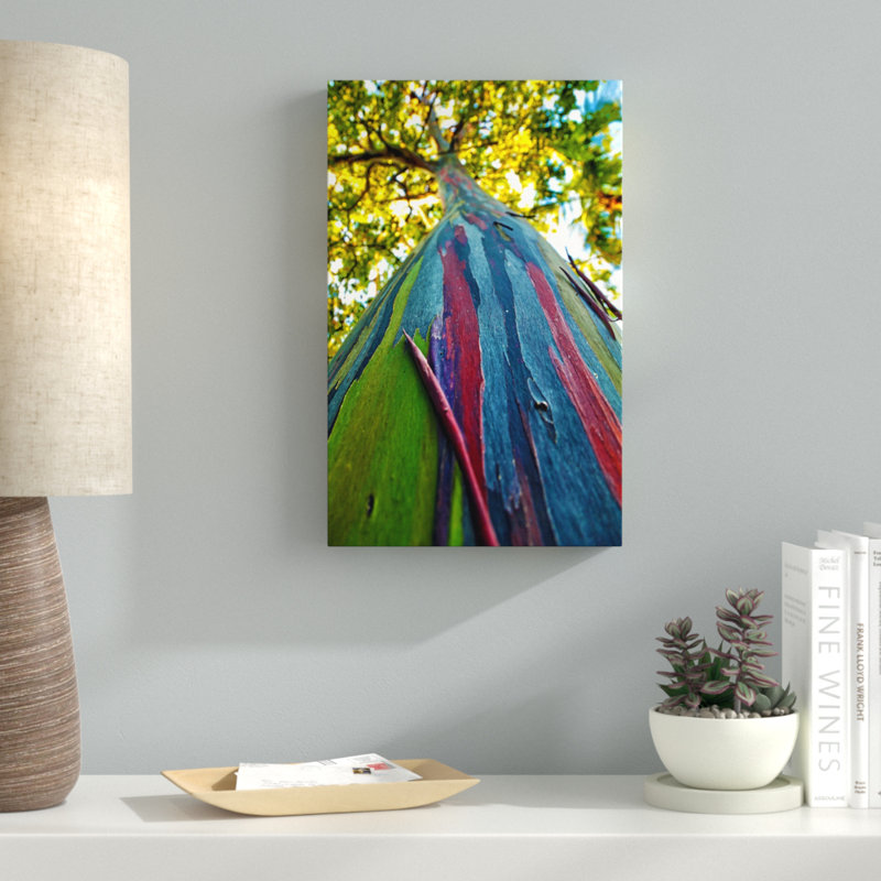 Latitude Run Rainbow Eucalyptus Tree Photographic Print On
