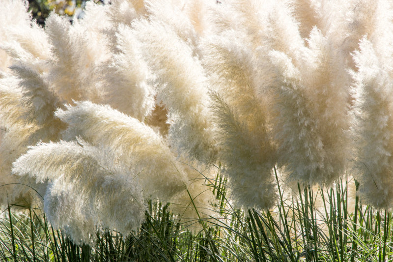 White Pampas Grass - Wrapped Canvas Photograph Size: 12" H x 18" W