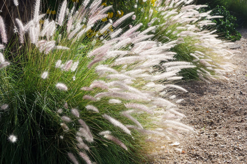 Clump Of Fountain Grass Size: 8" H x 12" W