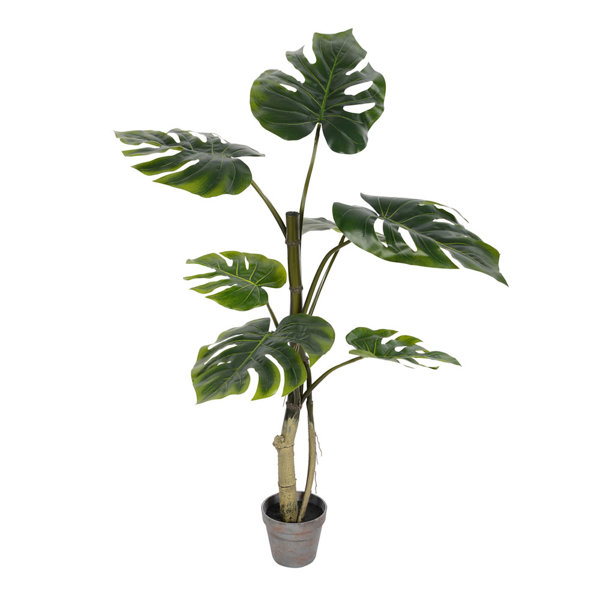 George Oliver Grand Split 7 Leaves Philodendron Tree In Pot