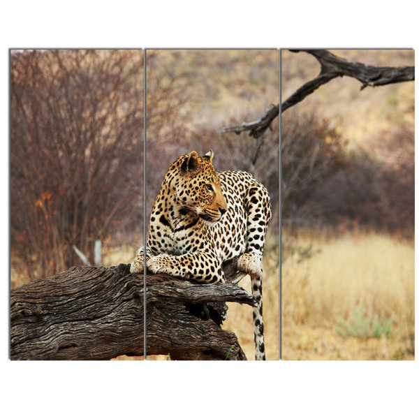 Designart Leopard Sitting On Tree Trunk 3 Piece Photographic Print On Wrapped Canvas Set Wayfair