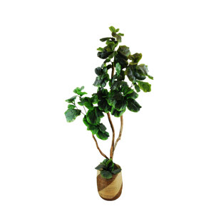 Artificial Fig Tree Wayfair Fig Tree In Basket