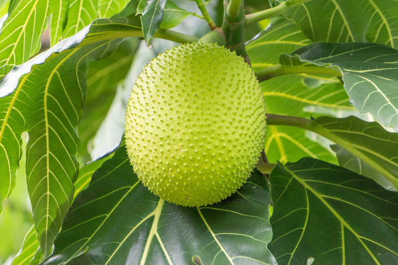 Breadfruit on Tree - Wrapped Canvas Photograph Size: 12'' H x 18'' W