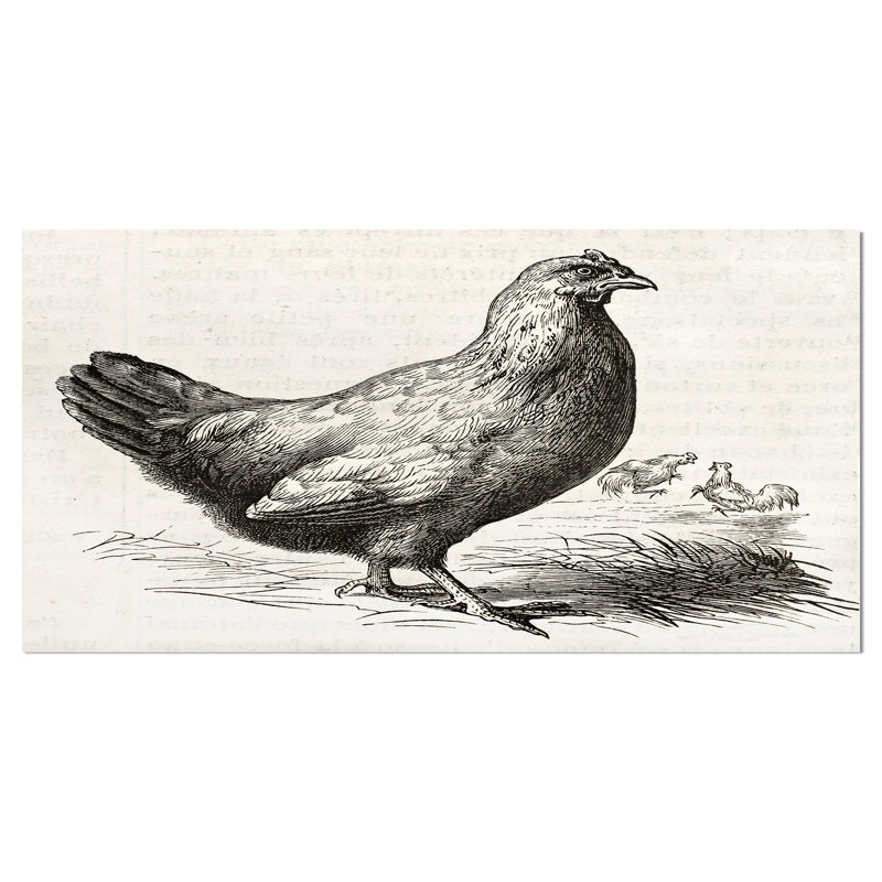 East Urban Home Farmhouse Malay Hen Drawing Print On Wrapped Canvas Wayfair